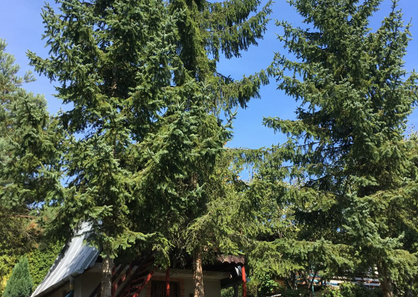 Na prenájom záhradka s chatkou Seleška